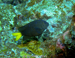 Taken August 2010 in Grand Cayman with a Canon SD 550. by Bonnie Conley 